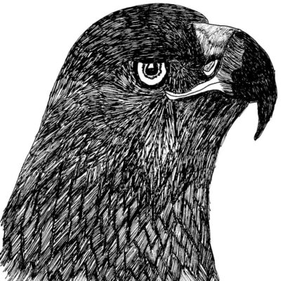 Eagle-ID-ForTheBirdzShop2018
