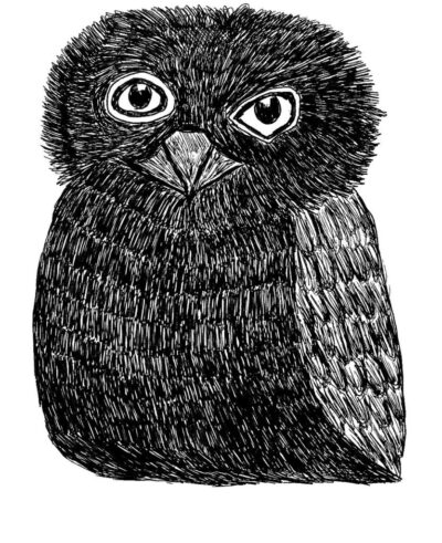 Owl-ID-ForTheBirdzShop2018