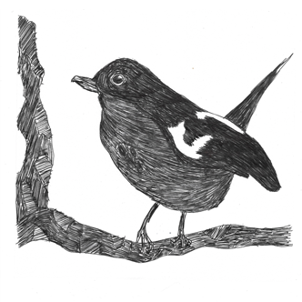 Bird Drawing Ink